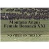 Image 1 : 18 - 2 Coming 3 Year Old Angus Bred Cows