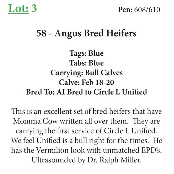 55 - Angus Bred Heifers