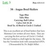 Image 1 : 55 - Angus Bred Heifers