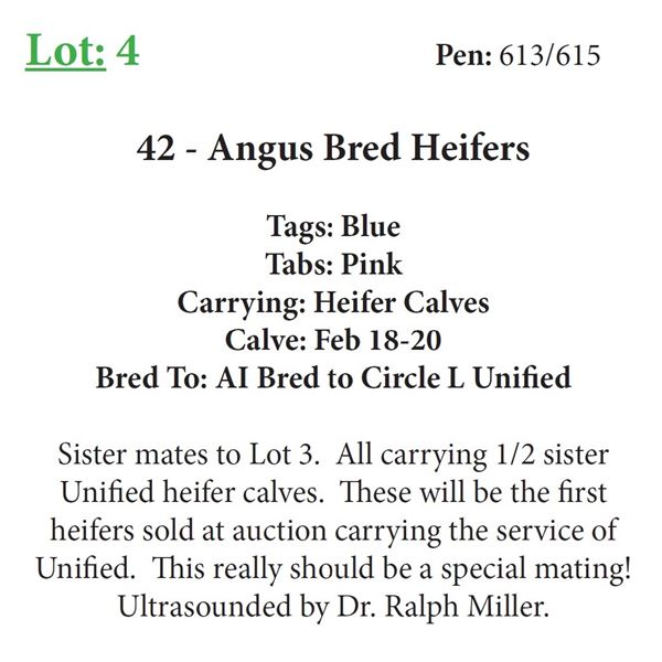 39 - Angus Bred Heifers