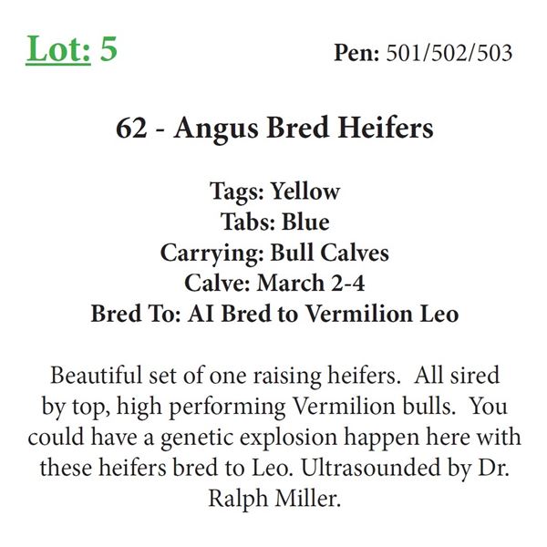 59 - Angus Bred Heifers
