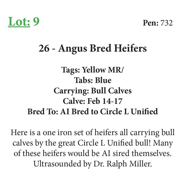 26 - Angus Bred Heifers