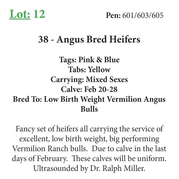 38 - Angus Bred Heifers