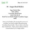 Image 1 : 38 - Angus Bred Heifers