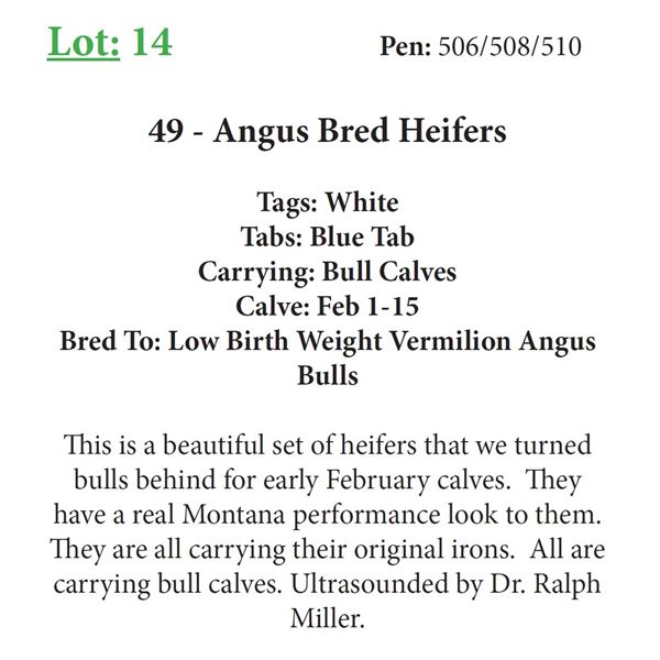 48 - Angus Bred Heifers