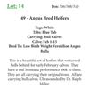 Image 1 : 48 - Angus Bred Heifers