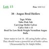 Image 1 : 37 - Angus Bred Heifers