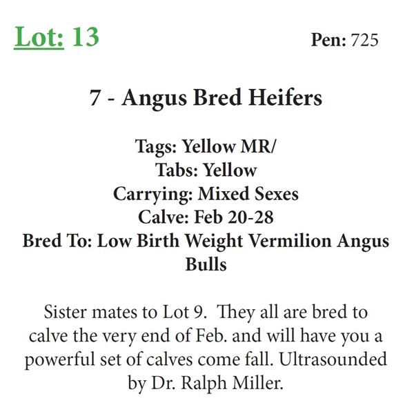 7 - Angus Bred Heifers