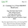 Image 1 : 27 - Coming 3, 4, 5 Year Old BWF Bred Cows