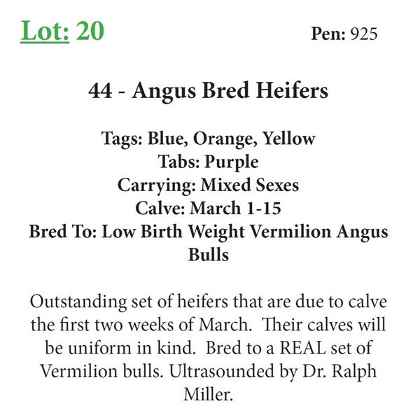 43 - Angus Bred Heifers
