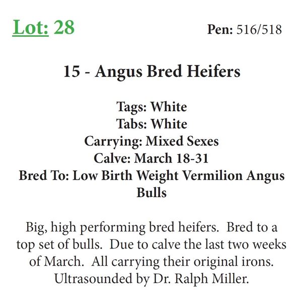 14 - Angus Bred Heifers