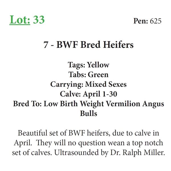 7 - BWF Bred Heifers