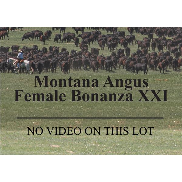 8 - BWF Bred Heifers