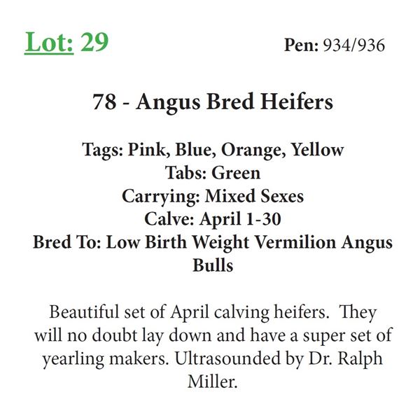 82 - Angus Bred Heifers