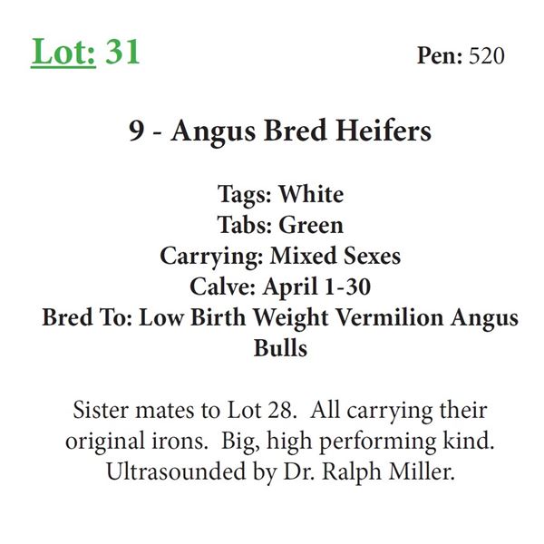 9 - Angus Bred Heifers