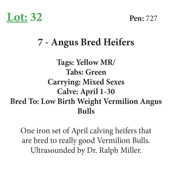 7 - Angus Bred Heifers