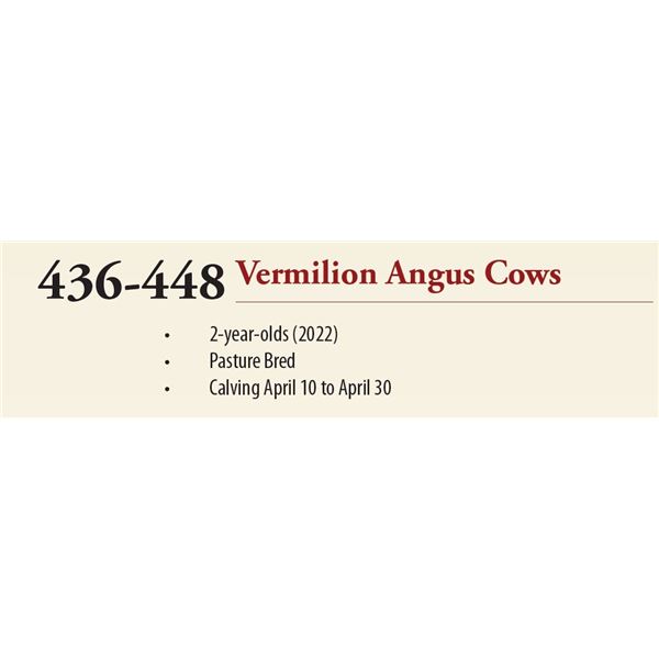 Lots : 436-448 - 2 YR OLD VERMILION ANGUS COWS
