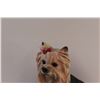 Image 2 : Yorkshire Terrier Statue -10.5" x 8"