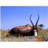 Image 7 : South Africa: 7 Day Hunt for 2 Hunters & 2 Observers / Includes one Limpopo Bushbuck per hunter.