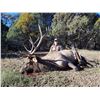 Image 2 : New Mexico: 5 Day Elk/Bear Combination rifle hunt for 2 hunters.