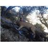 Image 7 : Arizona: 7 Day Mountain Lion Hunt for 1 Hunter