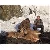 Image 4 : Alaska: 6 Day 5 Night DIY Sitka Blacktail Deer Hunt for 3 Hunters!