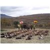 Image 12 : Spain: Trophy Big Game for 1 Hunter/Includes 1 of the following Mouflon Sheep, Fallow or Roe Deer.