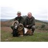 Image 5 : Spain: Trophy Big Game for 1 Hunter/Includes 1 of the following Mouflon Sheep, Fallow or Roe Deer.