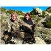 Image 7 : Spain: Trophy Big Game for 1 Hunter/Includes 1 of the following Mouflon Sheep, Fallow or Roe Deer.
