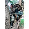 Image 2 : Texas: 3 Day Rio Grande Turkey Hunt for 2 Hunter's, includes 1 Rio Grande turkey per hunter.
