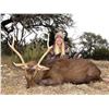 Image 2 : Texas: 2 Day Trophy Sika Deer and Wild Boar Hunt for 1 Hunter & 1 Non-Hunter.