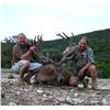 Image 9 : Texas: 2 Day Trophy Sika Deer and Wild Boar Hunt for 1 Hunter & 1 Non-Hunter.
