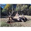 Image 2 : New Mexico: 5 Day Elk/Bear Combination rifle hunt for 2 hunters.
