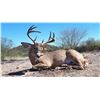Image 4 : Mexico: 4 Day 5 Night Trophy Coues Deer Hunt for 2 Hunters, includes 2 Trophy Coues Deer.