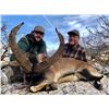 Image 8 : Spain: 4 Day Big Game Hunt for One Hunter, including the trophy fee for 1 Iberian Red Deer Stag