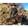 Image 10 : New Zealand: 5 D, 4 N Hunt for 1 Hunter & 1 Observer, Includes 1 Himalayan Tahr OR 1 Red Stag