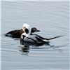 Image 8 : Cordova, AK: 3 Day Guided Sea Duck Hunt for 4 Hunters with Serenity Charters. Collectors Special