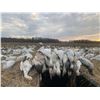 Image 9 : Missouri: 3 Day Pheasant Hunt for 2 Hunters. White Deer or Snow Geese can be added!