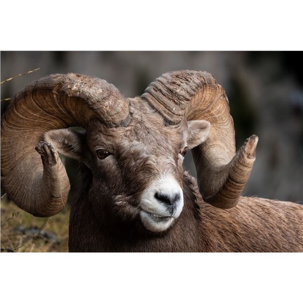 30"x20" Canvas Print - Bighorn by WSSBC President Greg Rensmaag