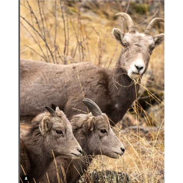 Adopt a Sheep! - #1 Ewe