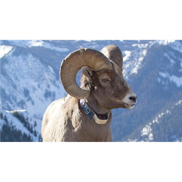 Bighorn Sheep GPS Tracking Collar