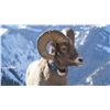 Image 1 : Bighorn Sheep GPS Tracking Collar
