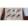 Image 1 : 30 VINTAGE WINCHESTER CROW TARGETS