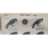 Image 2 : 30 VINTAGE WINCHESTER CROW TARGETS