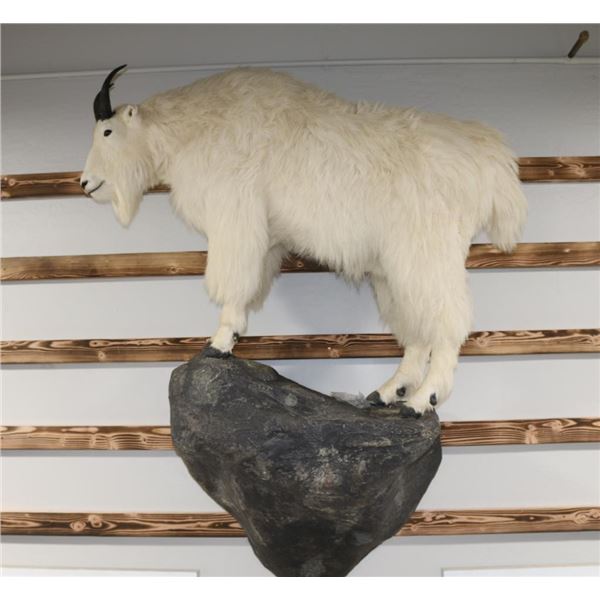Mountain Goat Mount