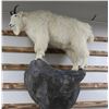 Image 2 : Mountain Goat Mount