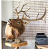 Image 1 : Elk Taxidermy Shoulder Mount on Pedestal