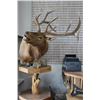 Image 2 : Elk Taxidermy Shoulder Mount on Pedestal