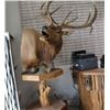 Image 3 : Elk Taxidermy Shoulder Mount on Pedestal