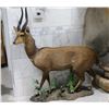 Image 1 : Bushbuck Taxidermy Full Mount